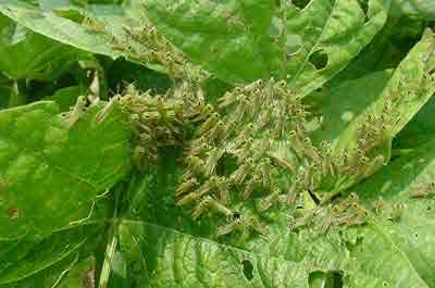 Grasshopper nymphs on beans