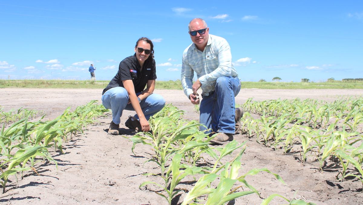 Gibbs and Pugh examine his young corn crop in spring. Pugh says the unproductive sandy soil behind him has been degraded by saltwater intrusion.