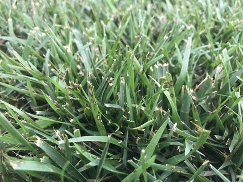 Foliar grayish lesions on tall fescue leaf blade due to gray leaf spot activity.
