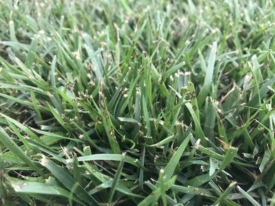 Foliar grayish lesions on tall fescue leaf blade due to gray leaf spot activity.