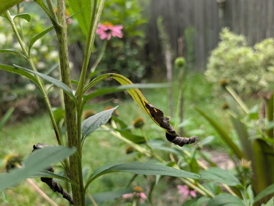 leaf with browning and yellowing disease