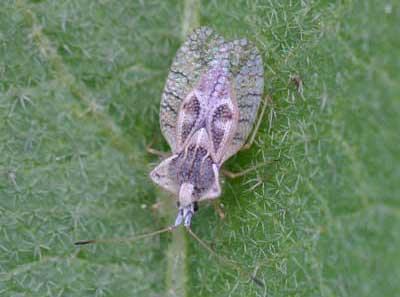 Small lace bug on a green, veined leaf