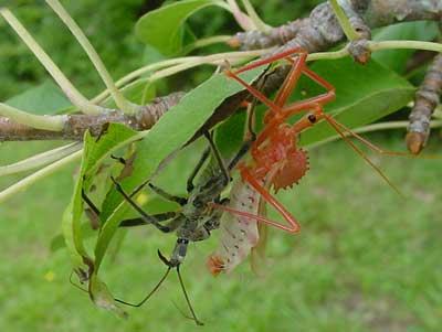 Wheel bug just emerged from shed skin