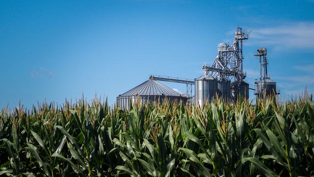 corn field with grain bins behind the corn
