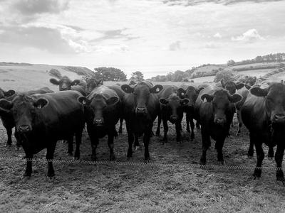 black cows in a pasture
