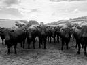 black cows in a pasture