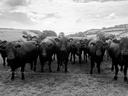 Herd of cows staring
