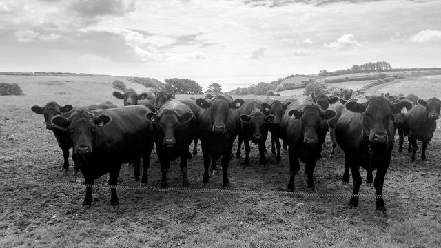 black cows in a pasture