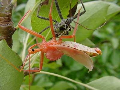wheel bug just emerged from shed skin