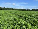 Peanut field in northeastern North Carolina in August