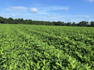 Peanut field in northeastern North Carolina in August