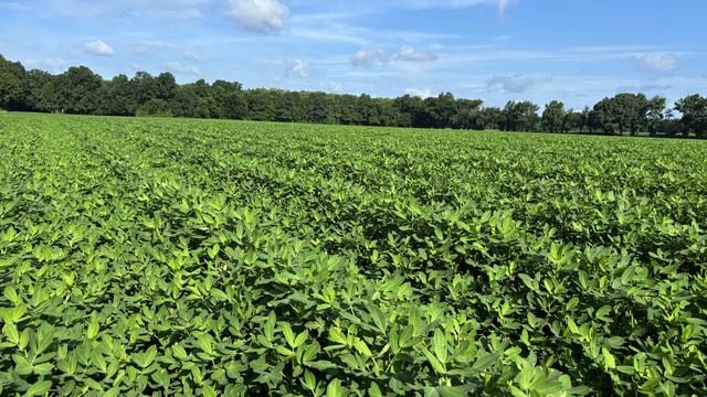 Peanut field in northeastern North Carolina in August