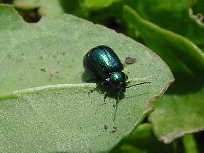 close-up of green dock beetle