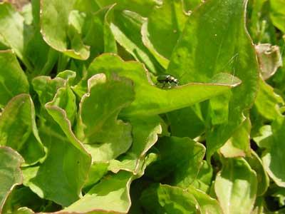 green dock beetle on sorrel