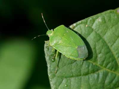 green stink bug