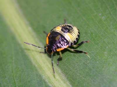 green stink bug nymph