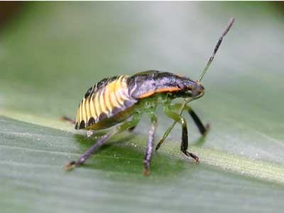 side view green  stink bug nymph