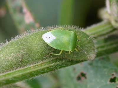 green stink bug on edamame