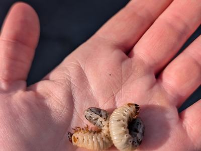 beetle grubs laying in a hand