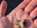 beetle grubs laying in a hand