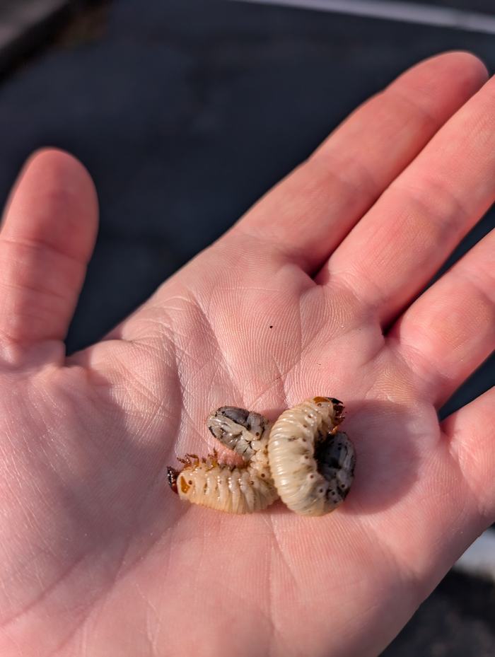 beetle grubs laying in a hand