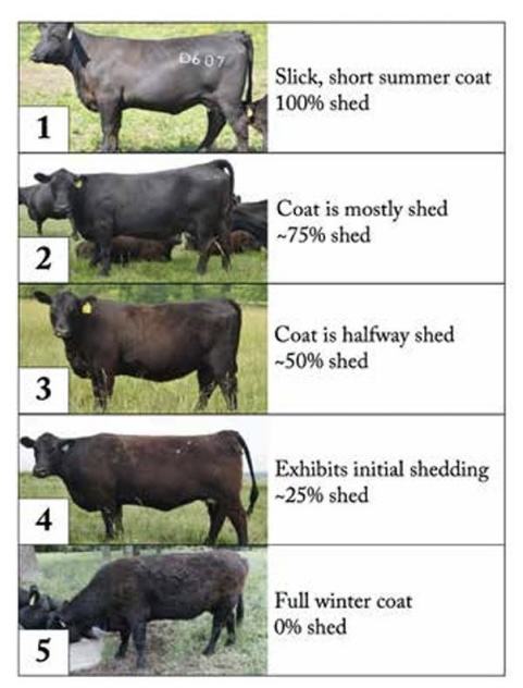 Photos of cows with varying stages of shed from 100% short, summer coat to 0% full winter coat