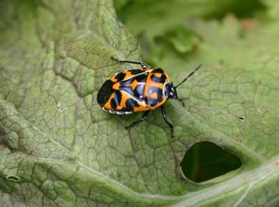 Harlequin bug on lettuce