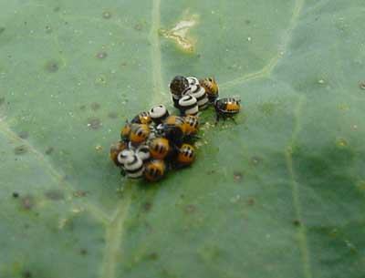Harlequin bug egg cluster and hatching nymphs