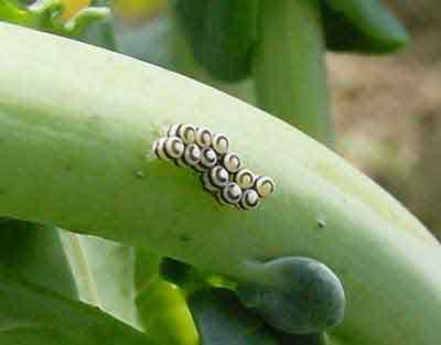 Harlequin bug egg cluster on broccoli