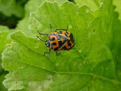 Adult harlequin bug on greens