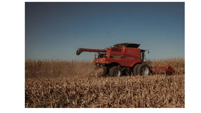 image of harvesting corn, part harvested and part needing harvesting