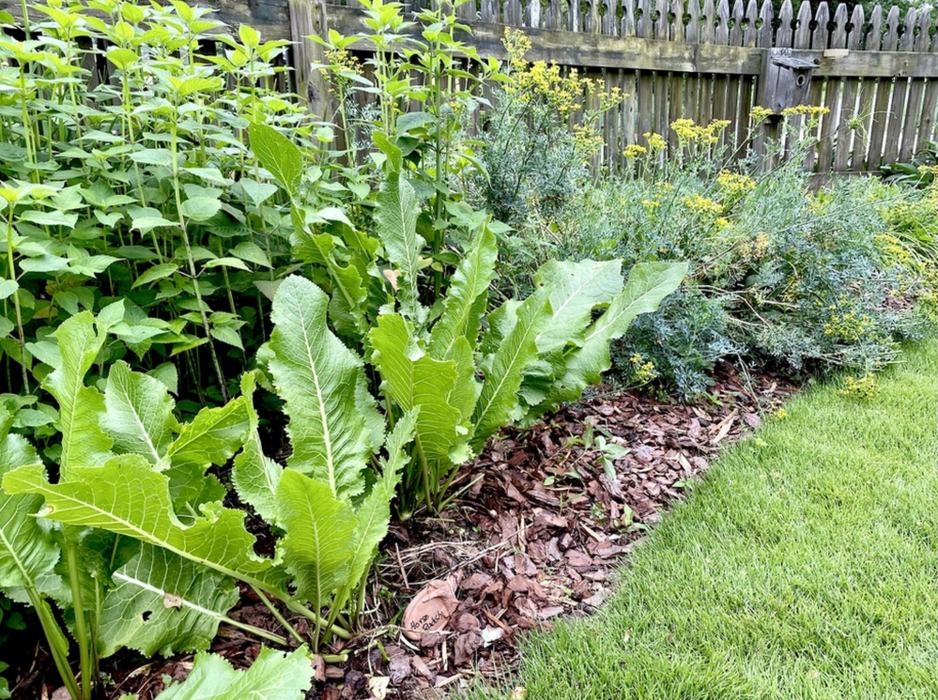 herb garden