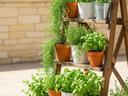 container herb garden