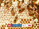 bees on a honeycomb