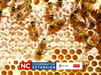 bees on a honeycomb