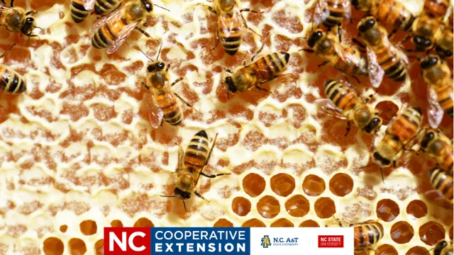 bees on a honeycomb