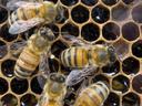 Honey comb with several honey bees working on the surface.