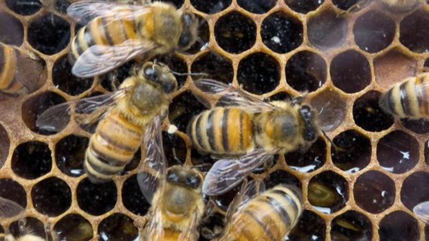 Honey comb with several honey bees working on the surface.