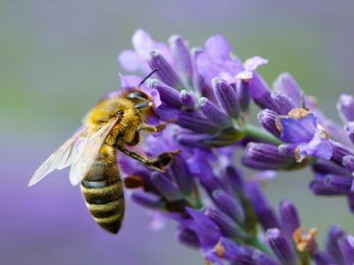 honeybee picture