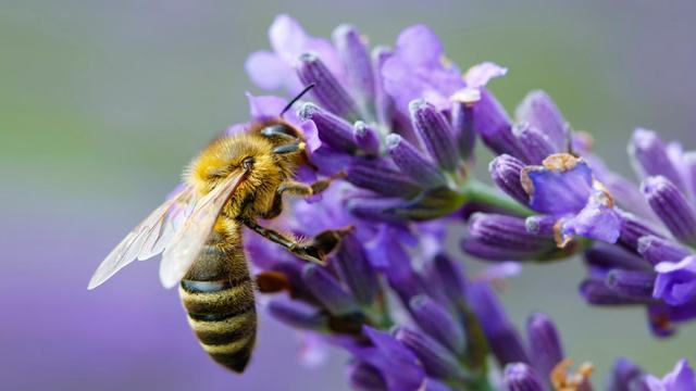 honeybee picture