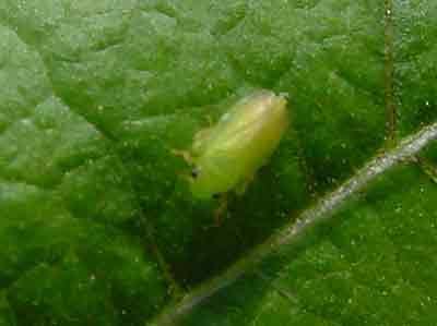 Leafhopper nymph