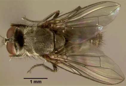 horn fly