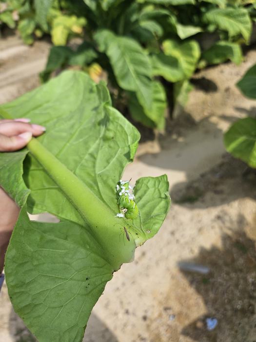 a detached tobacco lead with a parasitized hornworm and a predatory bug