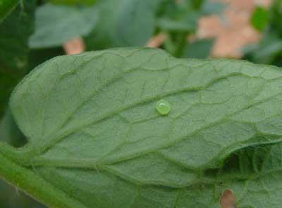 hornworm eggs are laid singly, usually on the underside of the leaf
