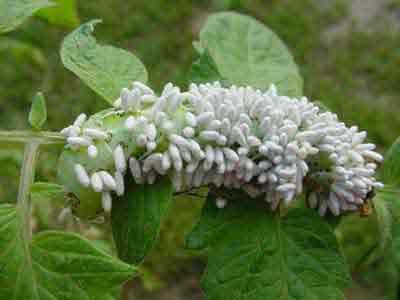 Tobacco hornworm covered with the pupae of the parasitic Braconid wasp