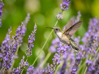 hummingbird on lavender plants