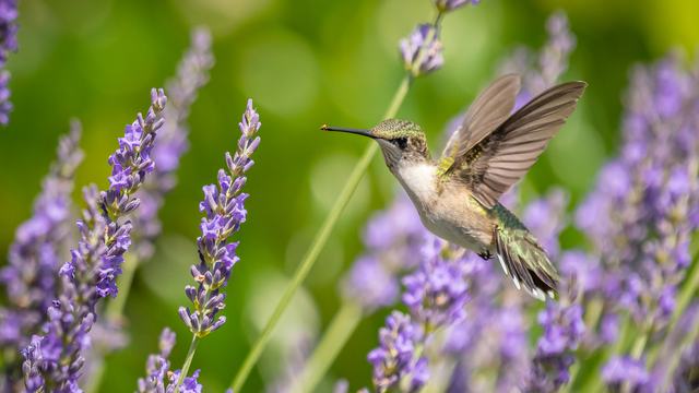 hummingbird on lavender plants