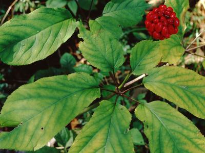 Ginseng plant in bloom