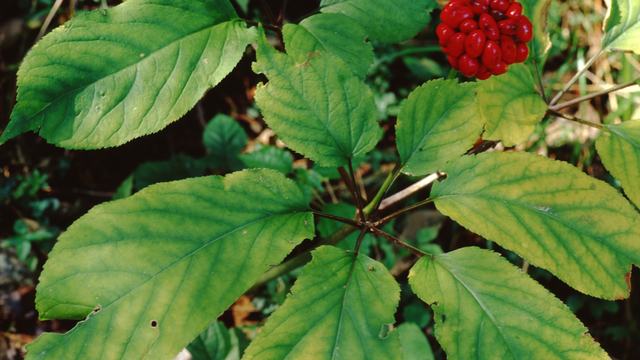 Ginseng plant in bloom