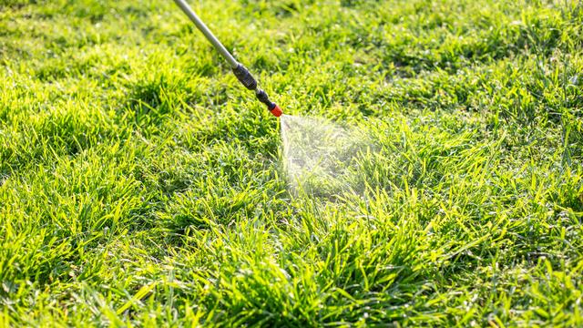 Spraying a lawn for insect pests